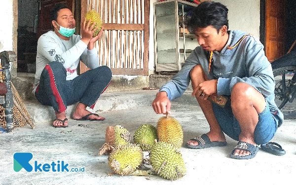 Thumbnail Berita - Musim Panen Durian di Pacitan Dimulai, Pendapatan Warga Meningkat