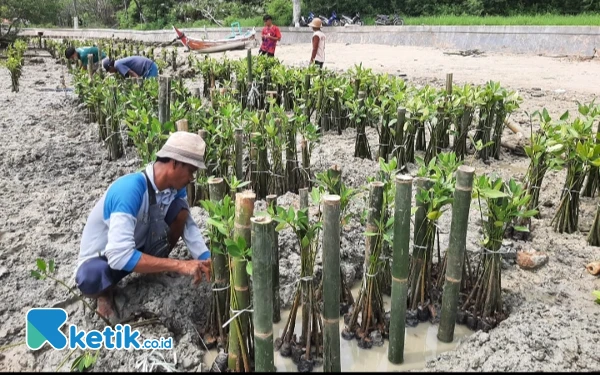 Thumbnail Berita - Tangkal Abrasi, PKSPL IPB dan Masyarakat Tanam 3000 Pohon Mangrove di Pantai Kundangwetan Sumenep