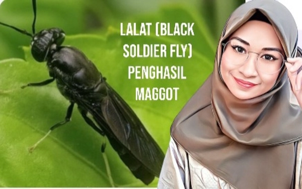 Thumbnail Berita - Maggot, Larva Lalat Tentara Hitam Pengurai Sampah Organik yang Menjanjikan !