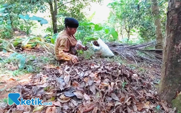 Kisah Tumi Pacitan, Disabilitas Sebatang Kara Hidup dari Ceceran Daun Cengkeh