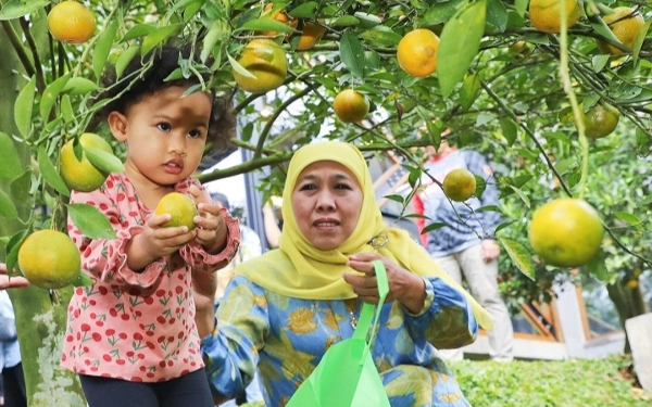 Thumbnail Aila terlihat ceria saat memetik jeruk yang matang di pohon di Wisata Petik Jeruk 55 Kota Batu.