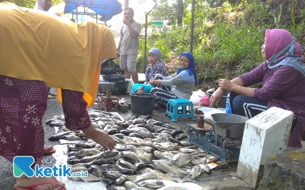 Thumbnail Berita - Fenomena Koyo Buat Ikan di Ranu Klakah Lumajang "Teler", Harga Langsung Anjlok