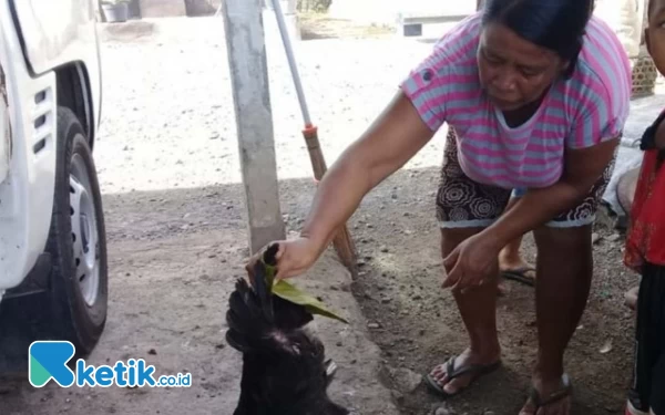 Thumbnail Tradisi Unik di Pacitan, Ayam Diputar-putar pada Tiang Agar Tidak Kabur