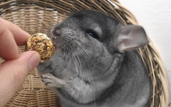 Thumbnail Yuk Kenalan dengan Chinchilla, Peliharaan yang Menggemaskan 