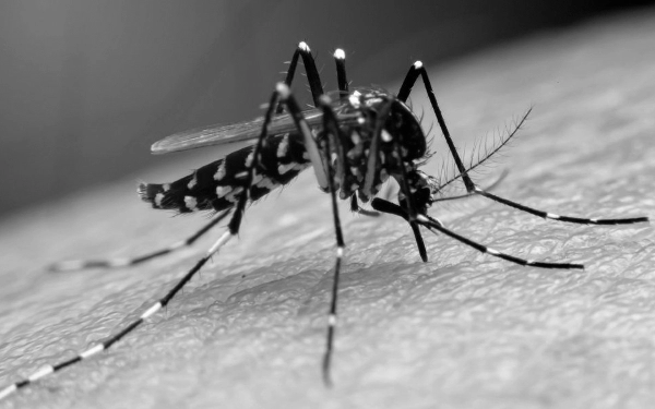 Sebanyak 45 Warga Situbondo Digigit Nyamuk Aedes Aegypti