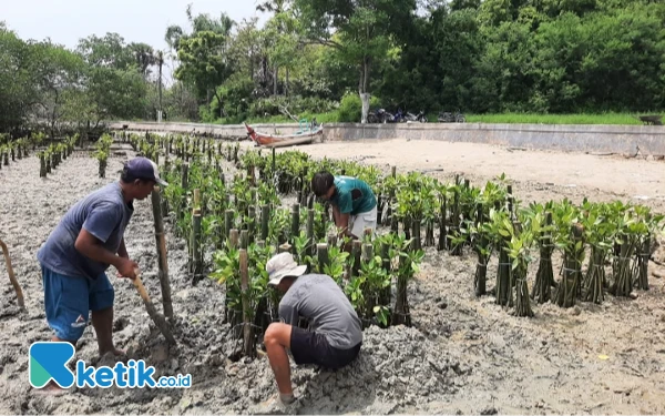 Foto Bersemangat menanam mangrove warga Desa Tanjung kecamatan Saronggi (Foto: Fadel for Ketik. co.id)