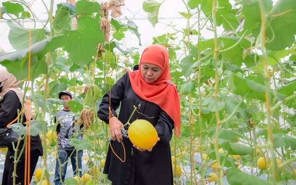 Thumbnail Berita - Gubernur Jatim Nikmati Varietas Melon di Green House Masjid Al-Akbar 