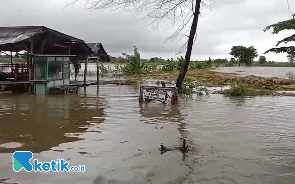 Terendam Banjir, Puluhan Hektar Sawah di Situbondo Terancam Gagal Panen