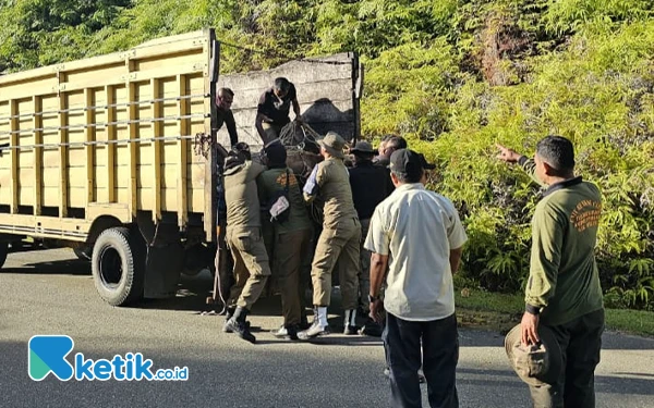 Puluhan Hewan Ternak Milik Warga Aceh Jaya Terjaring Operasi Satpol PP