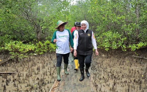 Foto Gubernur Jatim Khofifah Indar Parawansa di hutan mangrove di Madura (Foto:Humas Pemprov Jatim)