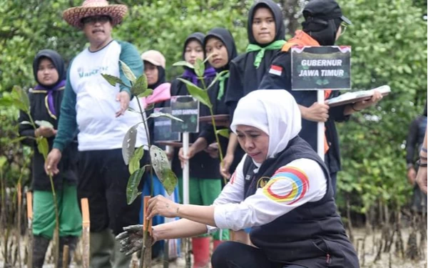 Foto Gubernur Jatim Khofifah Indar Parawansa di hutan mangrove di Madura (Foto: Humas Pemprov Jatim)