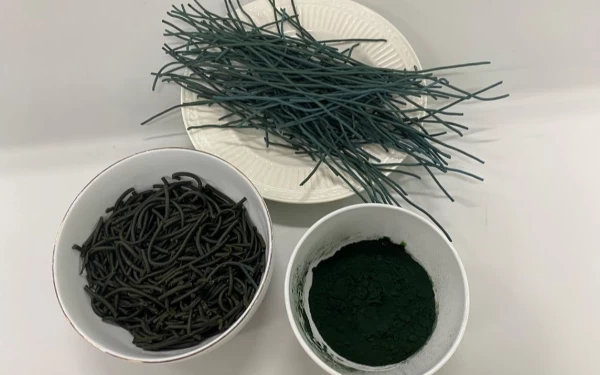 Foto Tanaman Spirulina saat dicampur dengan pasta. (Foto: Humas Ubaya)