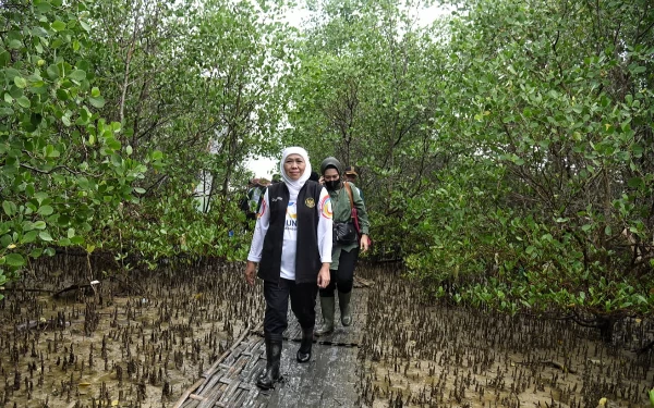 Foto Gubernur Khofifah Memantau Kawasan Hutan Mangrove ( foto : Humas Pemprov Jatim)