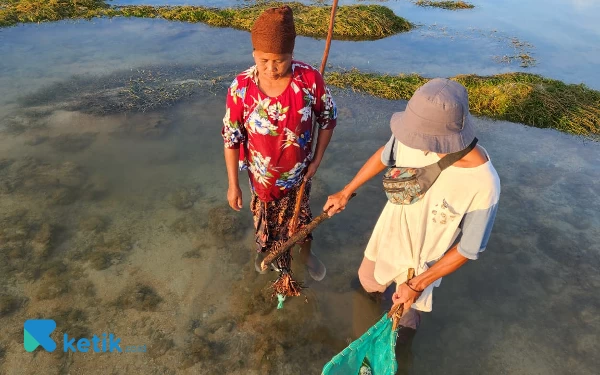 Thumbnail Akar Tuba menjaga ekosistem ikan di laut. Cara ini jauh lebih aman daripada bondet atau bom ikan. (Foto: Kiagus Firdaus/Ketik.co.id)