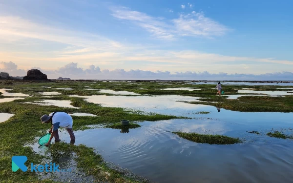 Thumbnail Indahnya view aktivitas nelayan di Lombok ketika menangkap ikan pakai akar tuba. Akar ini digepuk untuk mengeluarkan sari racunnya, lalu ditebar ke air laut.