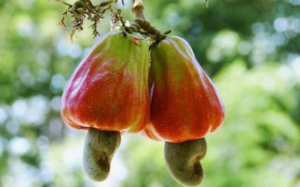 Foto Nama latin dari jambu monyet Anacardium occidentale i. (Foto: Pinterest)