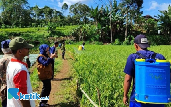 Thumbnail Berita - BPTPH Sumsel dan Petani Pagar Wangi Pagaralam Lakukan Gerdal Wereng