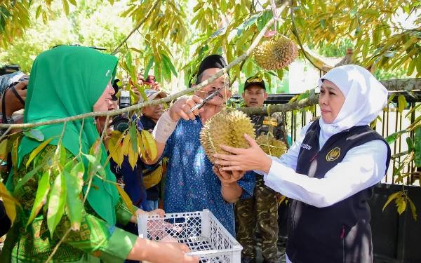 Thumbnail Berita - Tingkatkan Produktivitas Petani Durian,  Khofifah Dorong Penggunaan Teknologi
