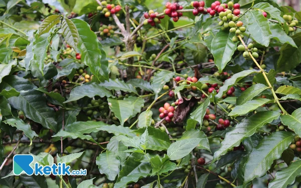 Thumbnail Permintaan Kopi Domestik dan Internasional Meningkat, Petani harapkan Pendampingan