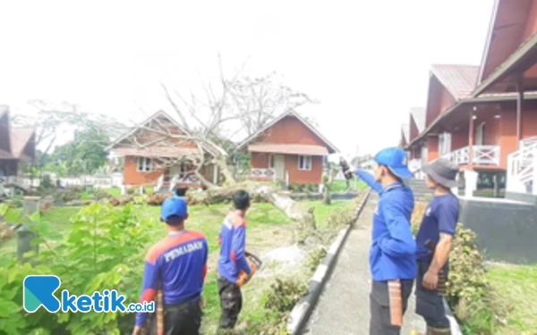 Rawan Tumbang, BPBD Kota Pagaralam Pangkas Pohon Tua