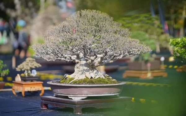 Foto Bonsai di Pamnas Nyawiji 3 yang tampak cantik nan indah (Foto: Prokopim Pacitan)