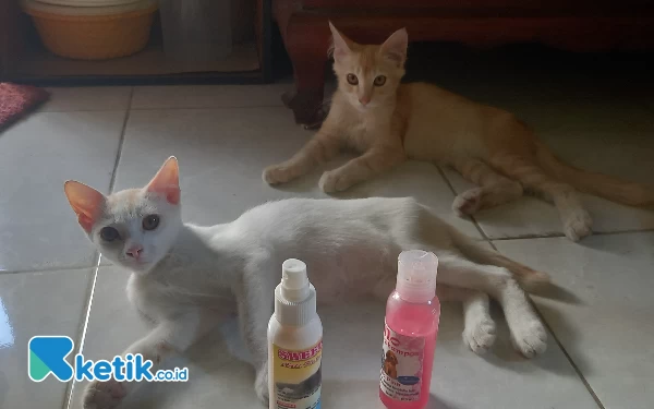 Foto Obat kutu dan sampo kucing yang dijual di pasaran. (Foto: Marno/Ketik.co.id)