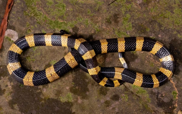 Foto Ular welang. (Foto: Adam Francis/hongkongsnake.id)