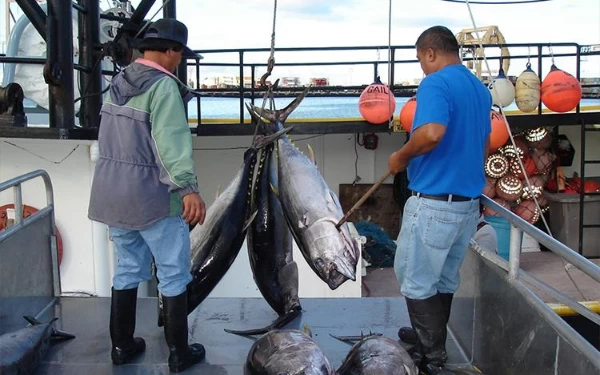 Foto Ikan laut tangkap langsung dimasukkan ke dalam freezer agar tetap segar. (Foto: NOAA Fisheris)