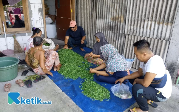 Foto Warga kampung Sememi memilah daun semanggi disaksikan ketua RW 03 Husnul Arif (memakai topi). (Foto Kuncoro S/Ketik.co.id)