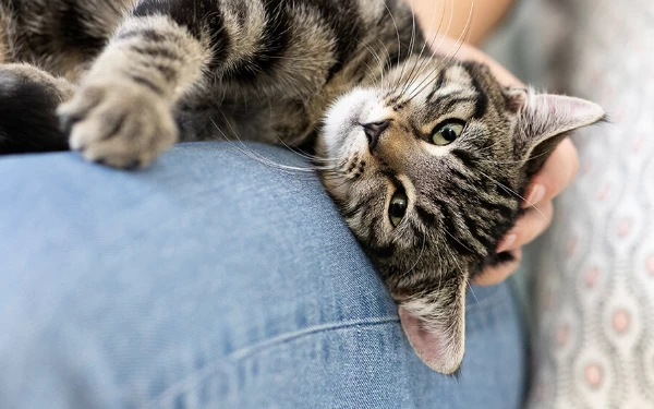 Foto Sikap kucing saat ingin dimanja majikan. (Foto: Purina)