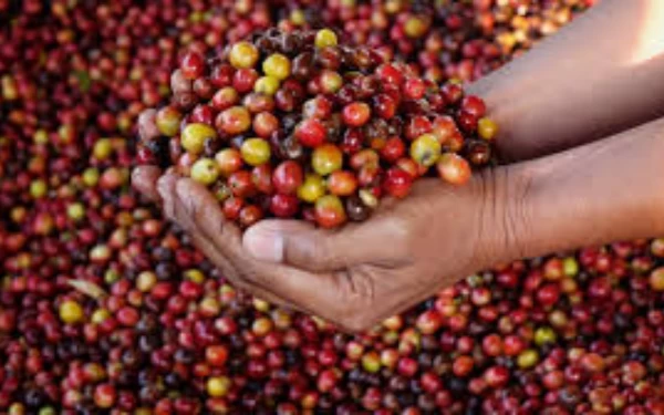 Foto Biji kopi usai direndam. (Foto: Talk Africa)