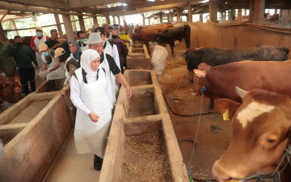 Foto Gubernur Khofifah memastikan ternak dalam kondisi sehat. (Foto: Humas Pemprov Jatim)