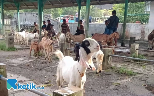 Foto Suasana Pasar Pon Pacitan, Nampak Sepi masih didominasi Pedagang Kambing dari beberapa daerah di Pacitan (Foto: Al Ahmadi/Ketik.co.id)