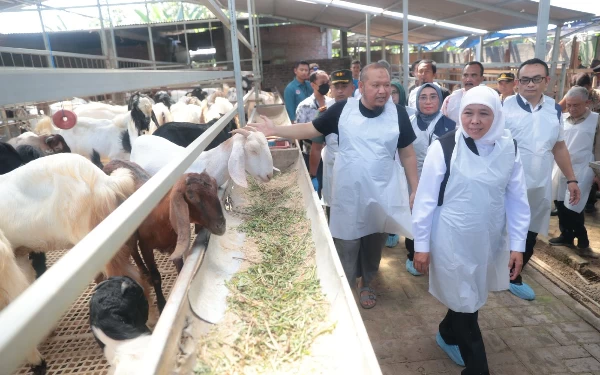 Foto Gubernur Khofifah sidak kandang kambing untuk kebutuhan Idul Adha. (Foto: Humas Pemprov Jatim)