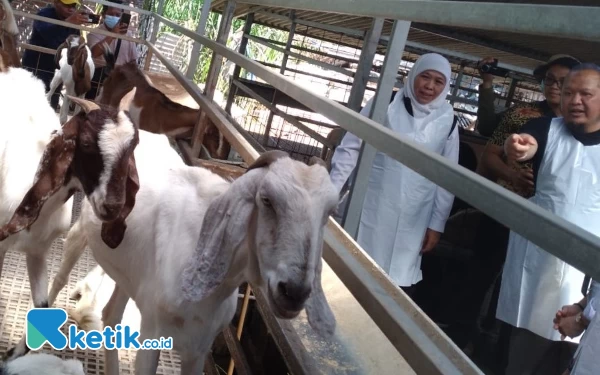 Foto KAMBING JUGA ADA: Gubernur Khofifah ditemani Johan, pemilik One Qolbu Johan, melihat kondisi ternak kambing pada Kamis (8/6/2023).