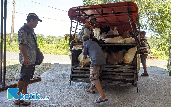 Foto Pedagang Kambing Sofingi usai dari Pasar Hewan, tengah Awasi kambing masuk ke Kandangnya Senin, (12/6/2023) (Foto:Al Ahmadi)