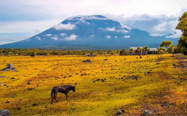 Foto Hamparan rumput hijau kekuningan menyatu dengan Gunung Agung yang menjadi latar belakang Savana Tianyar. (Foto: Kementerian Pariwisata)