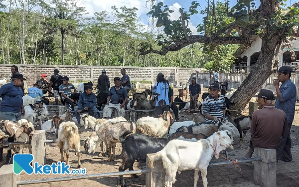 Foto Tampak lalu lalang pengunjung yang padati pasar hewan, (Foto: Al Ahmadi/Ketik.co.id).