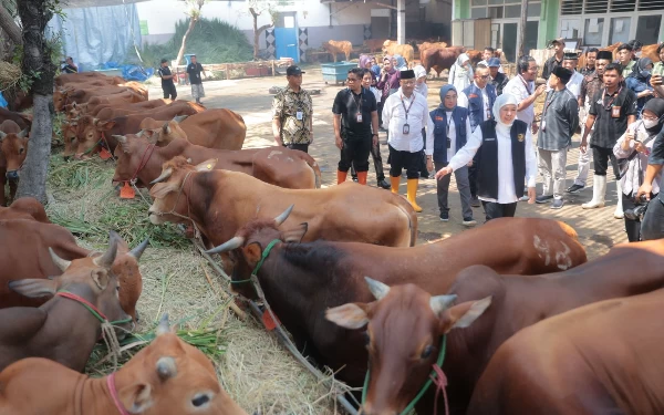 Foto Gubernur Khofifah melihat hewan ternak yang akan disembelih saat perayaan hari raya Idul Adha. (Foto: Humas Pemprov Jatim)