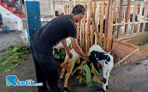 Foto Promo beli 1 kambing gratis 1 kambing di Jalan Suhat (foto: Lutfia/ketik.co.id)