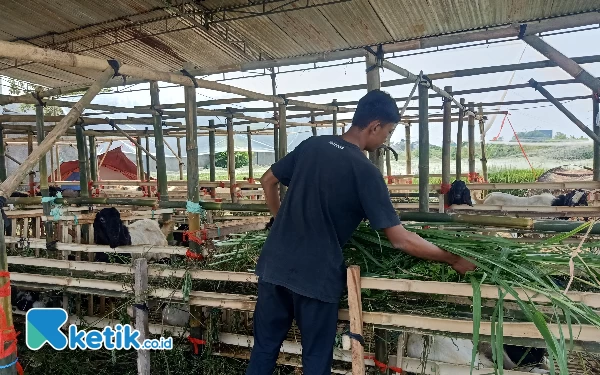 Foto Hardian memberi makan kambing-kambing dagangannya (foto: Lutfia/ketik.co.id)