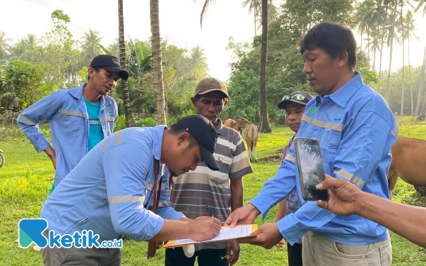 PT  Wanatiara Bagikan 12 Ekor Sapi Kurban di Pulau Obi