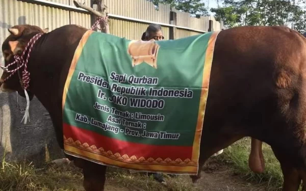 Gasbi, Sapi Kurban Presiden Jokowi Bobot 1,1 Ton dari Peternak Lumajang