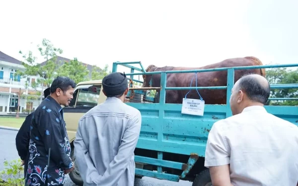 Foto Sapi kurban Bupati Pacitan, dikirim ke Pondok Nawangan.  (Foto: Prokopim Pacitan).