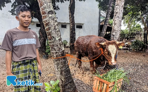 Foto Potret sapi ngamuk berwarna coklat putih yang di tunjukkan Panitia Kurban Zaenal Abidin. (Foto: Al Ahmadi/Ketik.co.id)