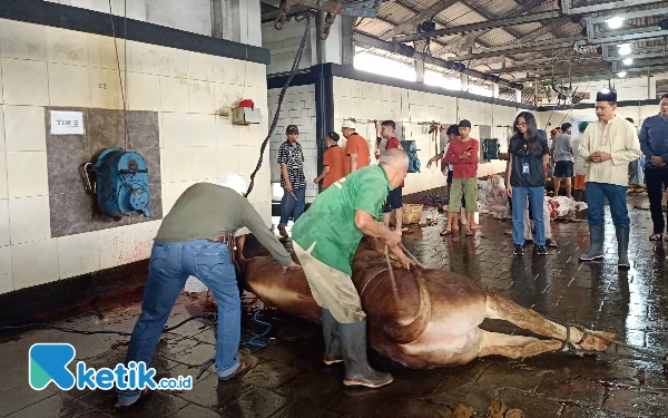 Foto Proses penyembelihan hewan kurban di RPH Tunas (Foto: Lutfia/ketik.co.id)