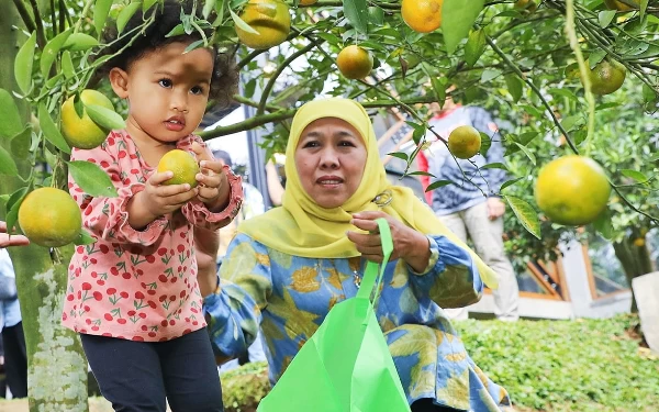 Foto Gubernur Khofifah saat mengunjungi wisata petik jeruk. (Foto: Humas Pemprov Jatim)