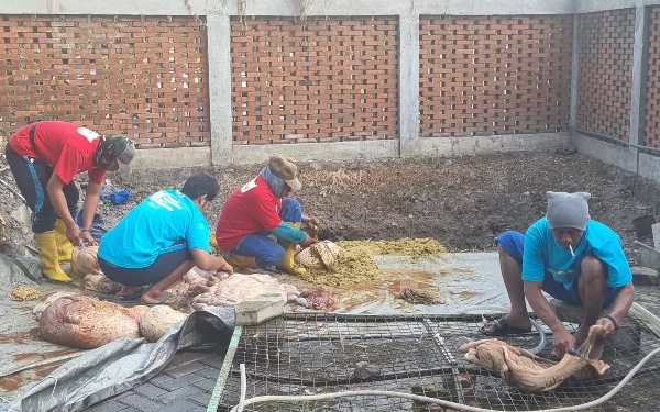 Foto Proses pembersihan jeroan daging kurban. (Foto: Dok. MAS)