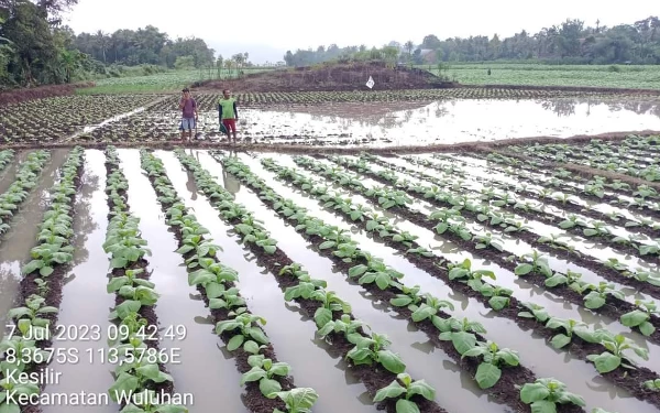 Ratusan Hektar Lahan Terancam Gagal Panen, Petani Jember Butuh Uluran Tangan Pemerintah