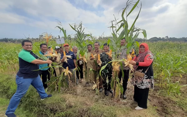 Thumbnail Petani di Jember Buktikan Pupuk Organik Tidak Menurunkan Produktivitas Tanaman